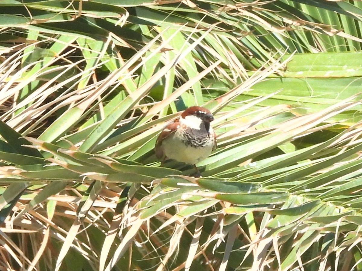 Passera d'Italia - ML644318004