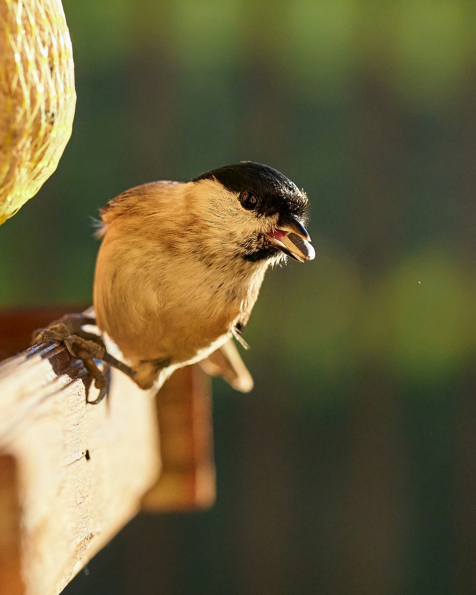 Marsh Tit - ML644318005
