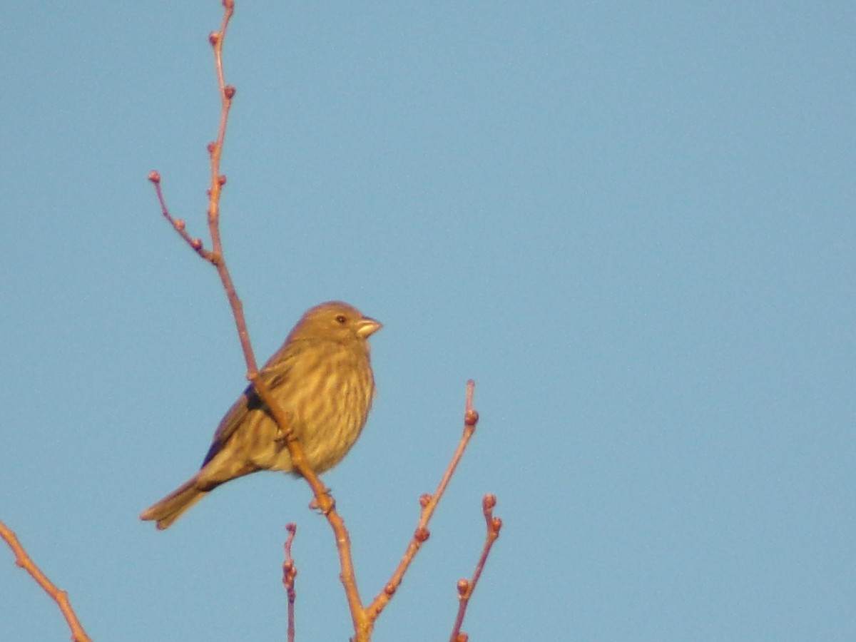 Camachuelo Mexicano - ML644318009