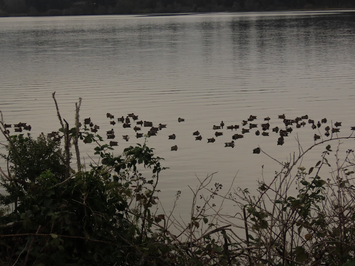 American Wigeon - ML644318010