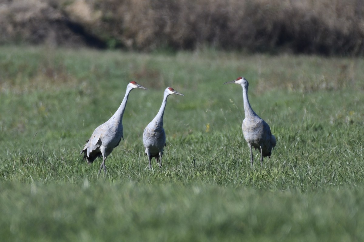 Орог тогоруу - ML644318020