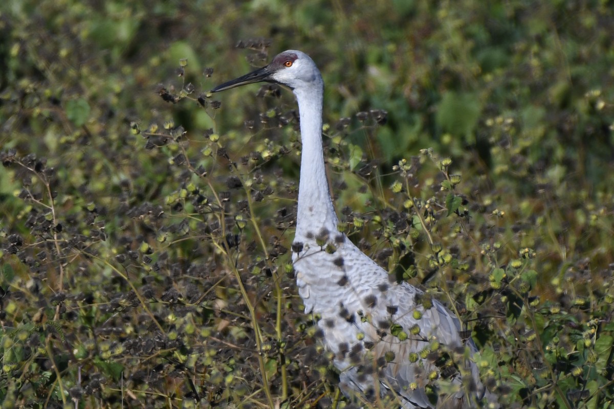 Орог тогоруу - ML644318021