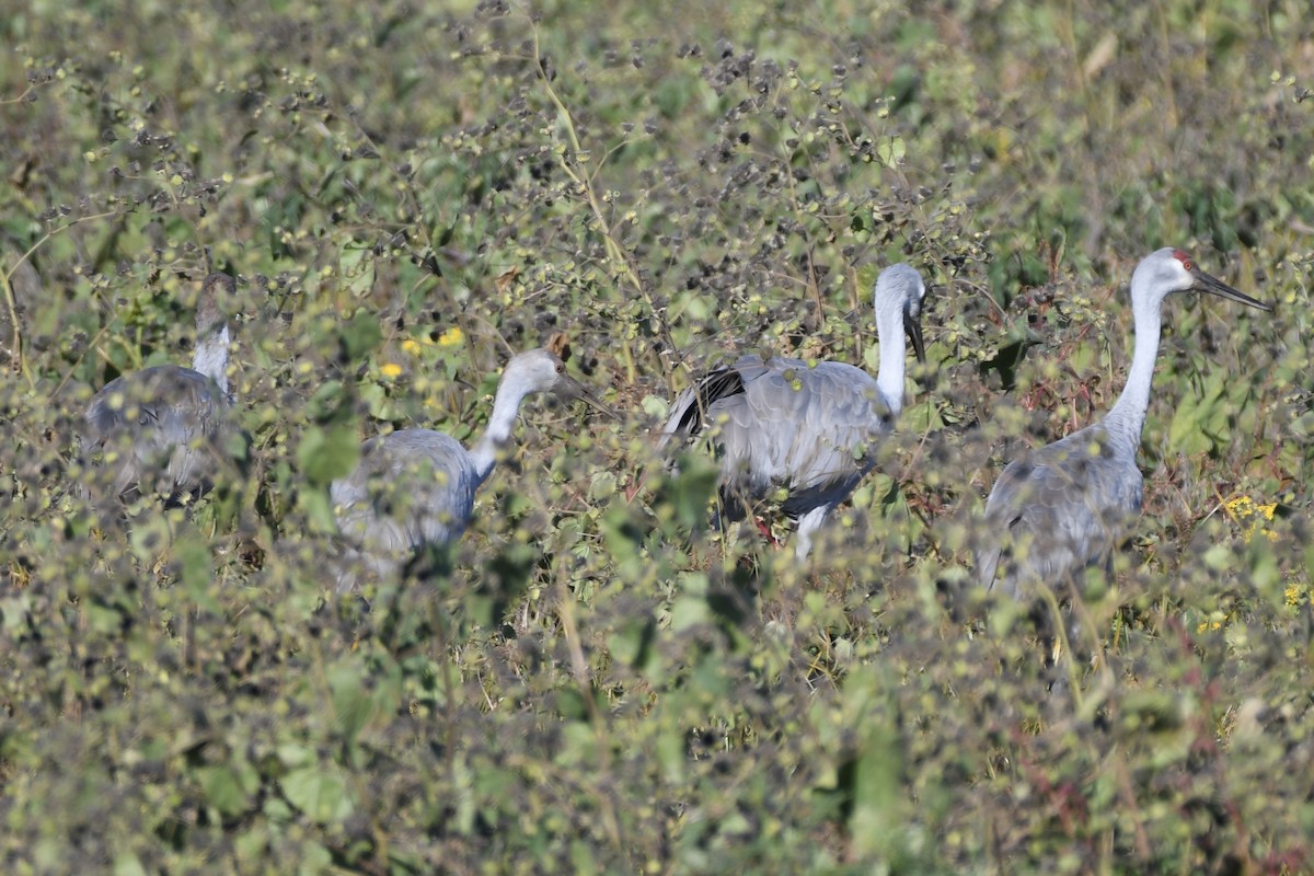 Орог тогоруу - ML644318022