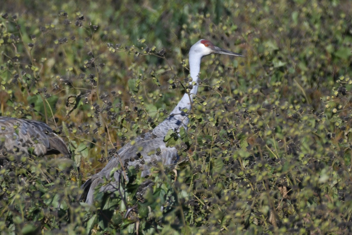 Орог тогоруу - ML644318023