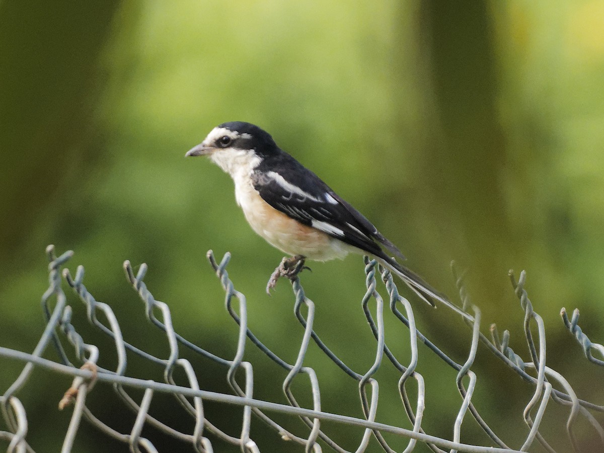 Masked Shrike - ML644318028