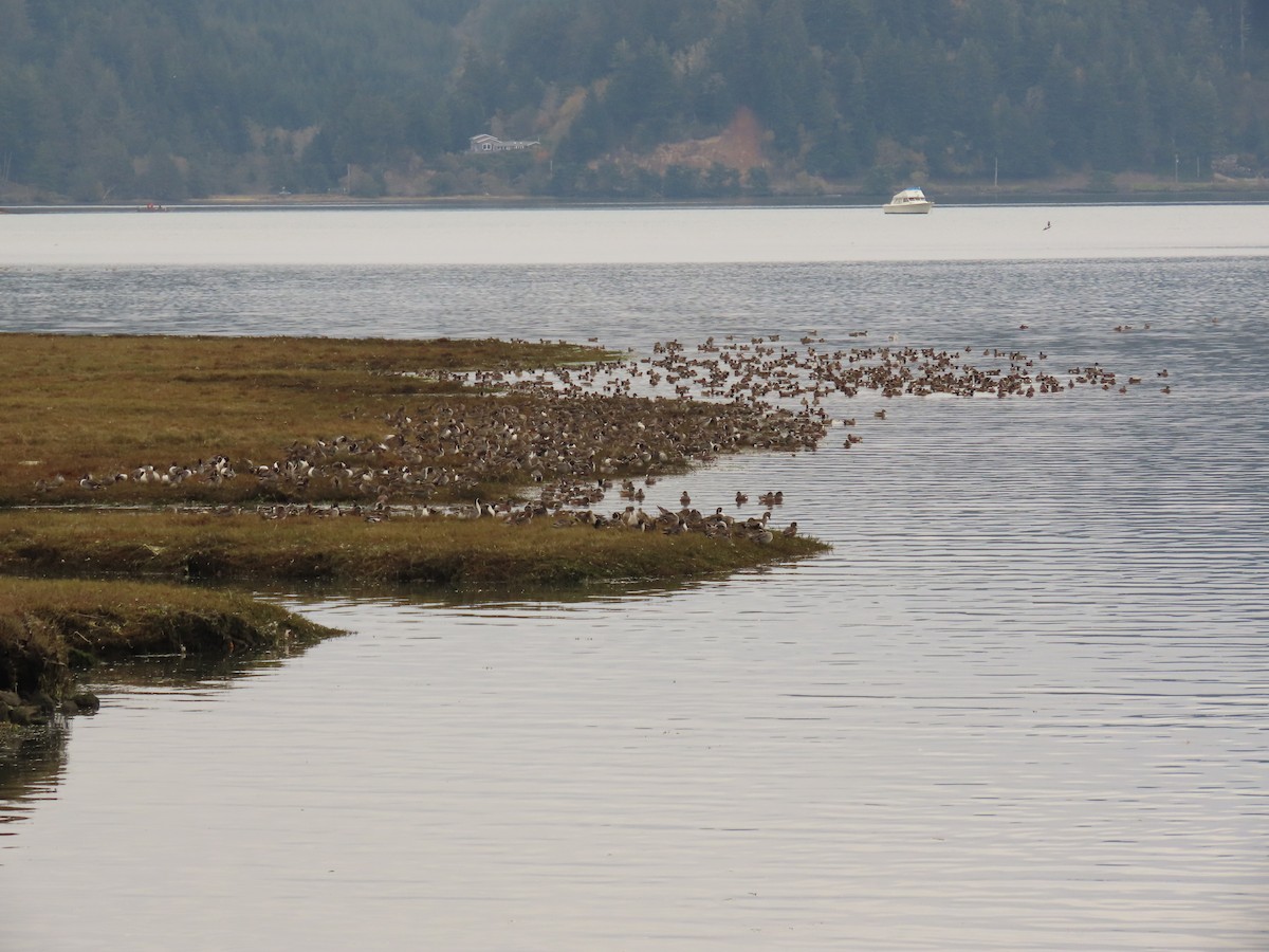 American Wigeon - ML644318030