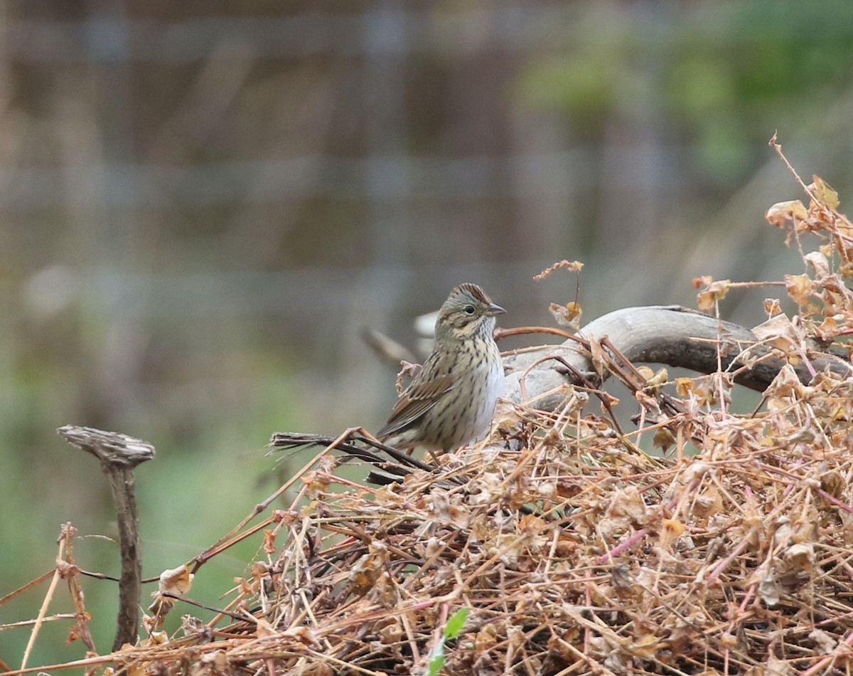 Lincoln's Sparrow - ML644318043