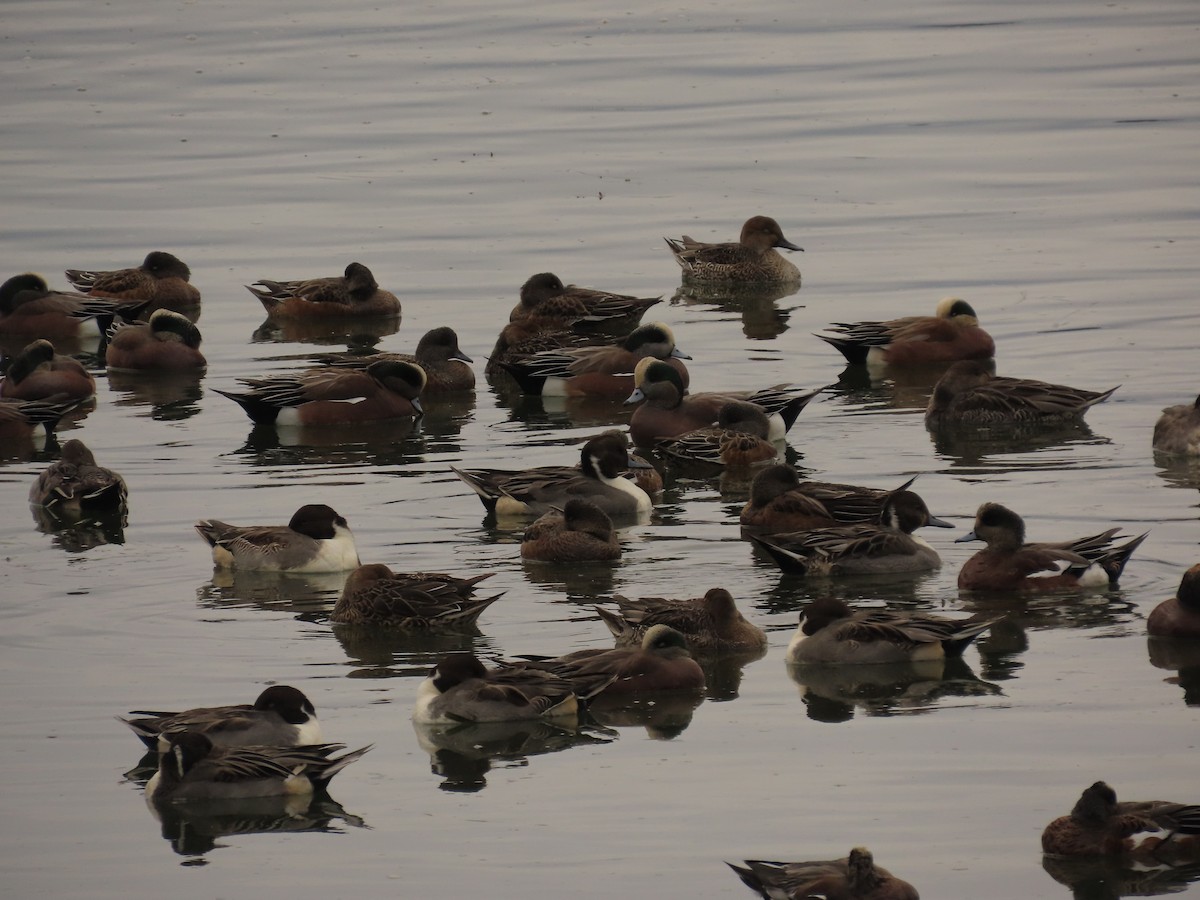 Eurasian Wigeon - ML644318049