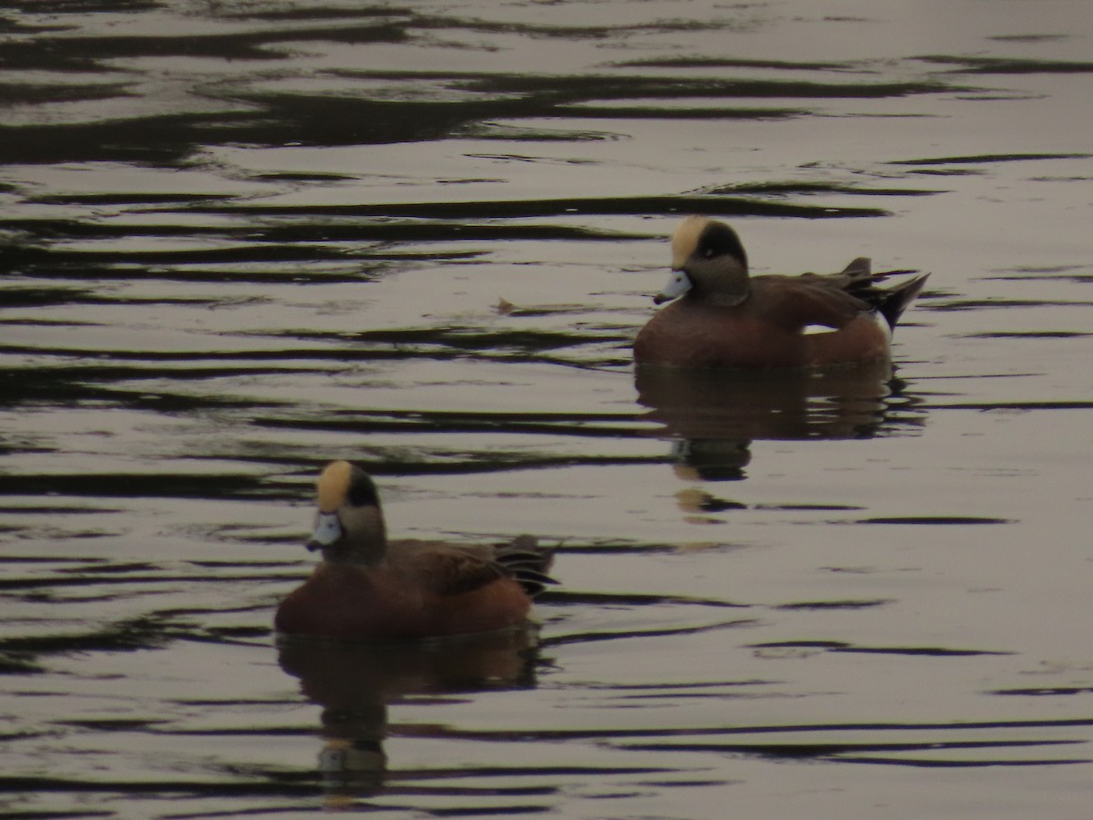 American Wigeon - ML644318063