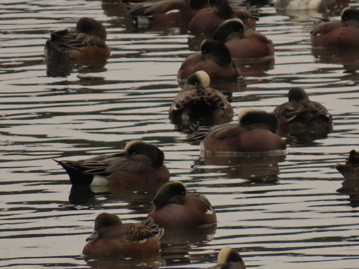 American Wigeon - ML644318068