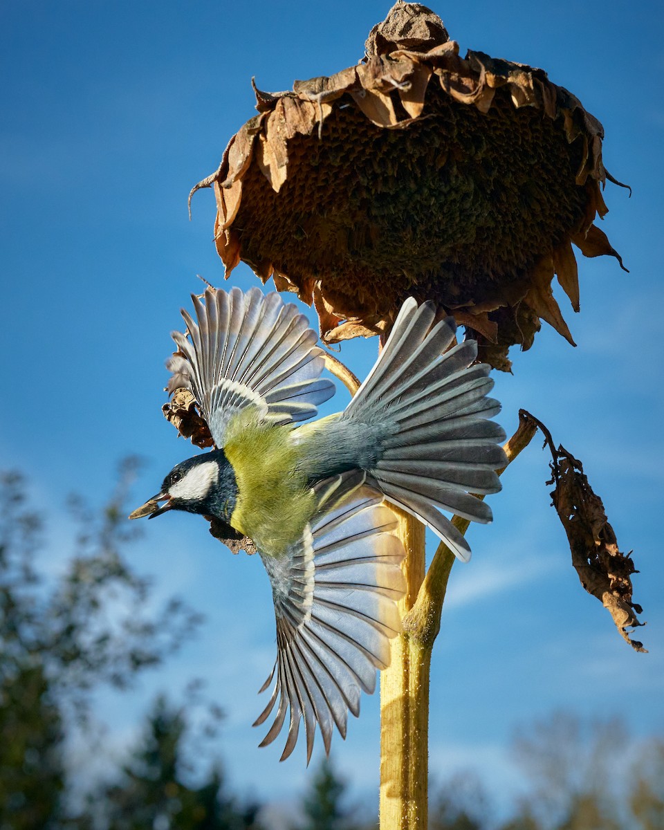 Great Tit - ML644318069