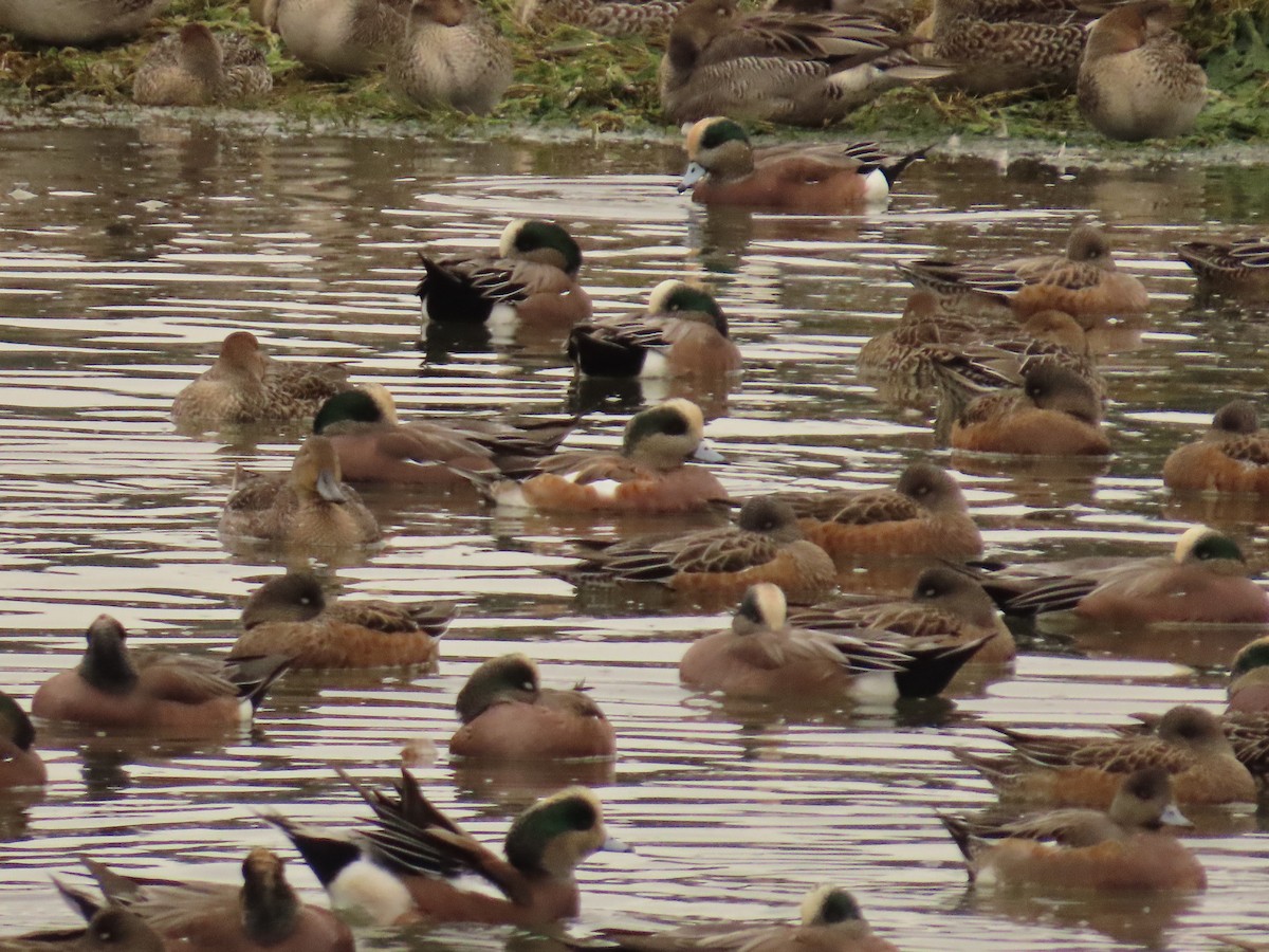 American Wigeon - ML644318079