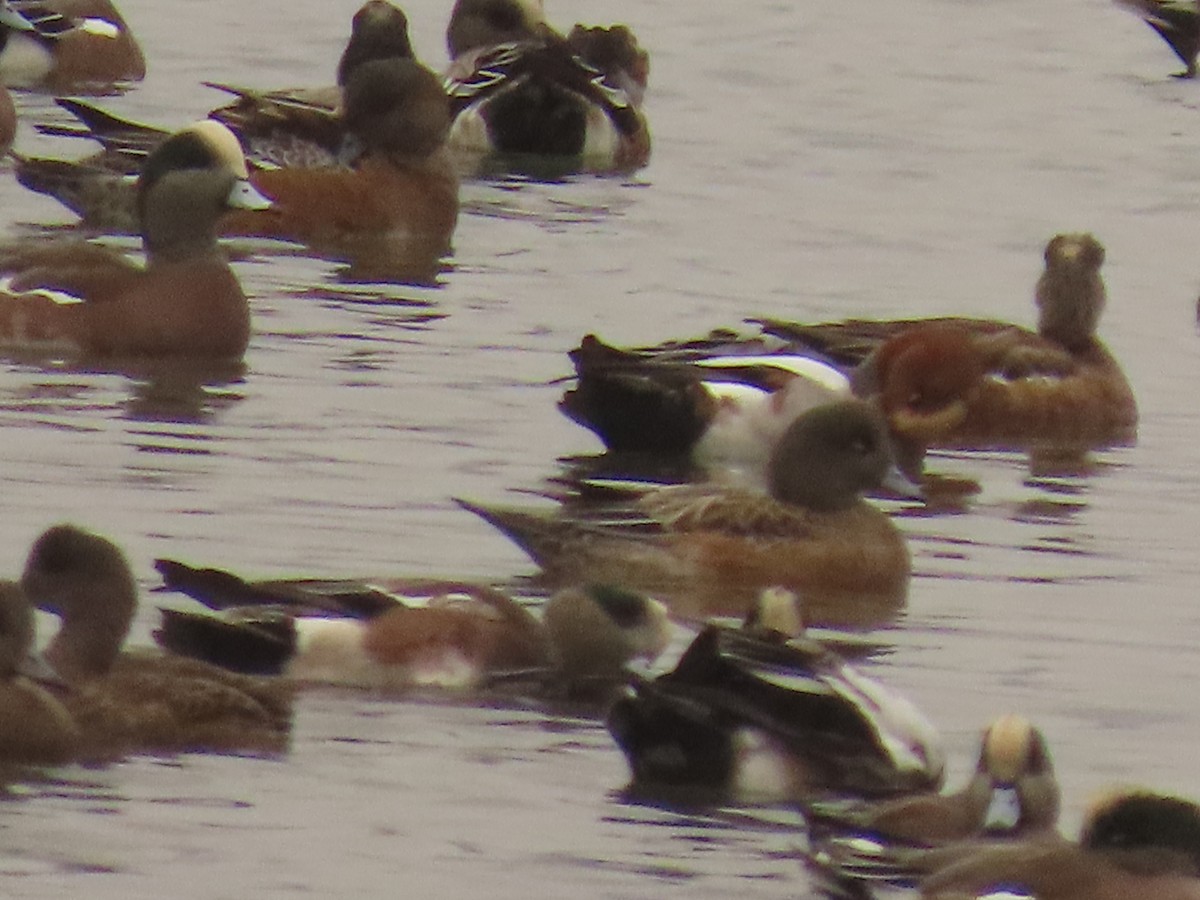 American Wigeon - ML644318092