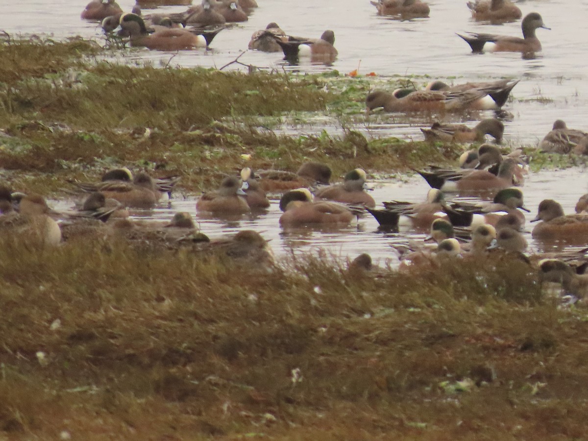 American Wigeon - ML644318093