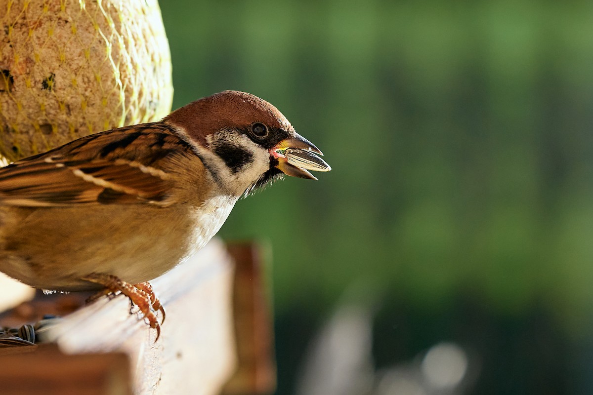 Eurasian Tree Sparrow - ML644318104
