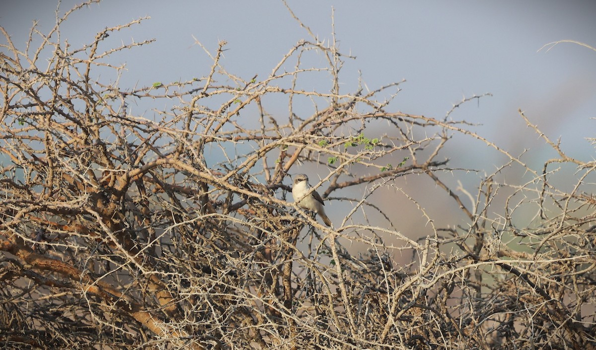 Lesser Whitethroat - ML644318118