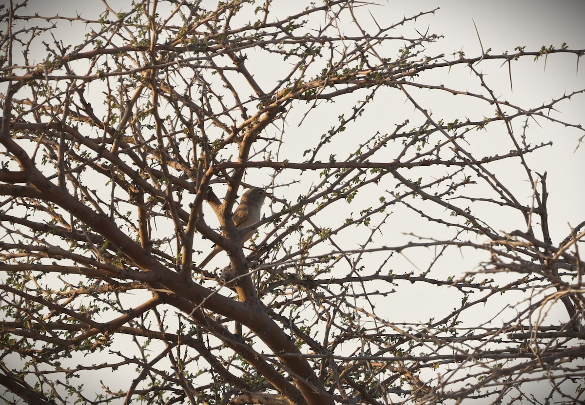 Asian Desert Warbler - ML644318120