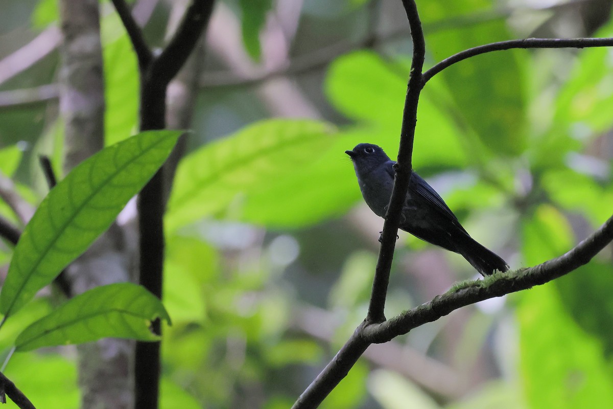 Cerulean Flycatcher - ML644318121