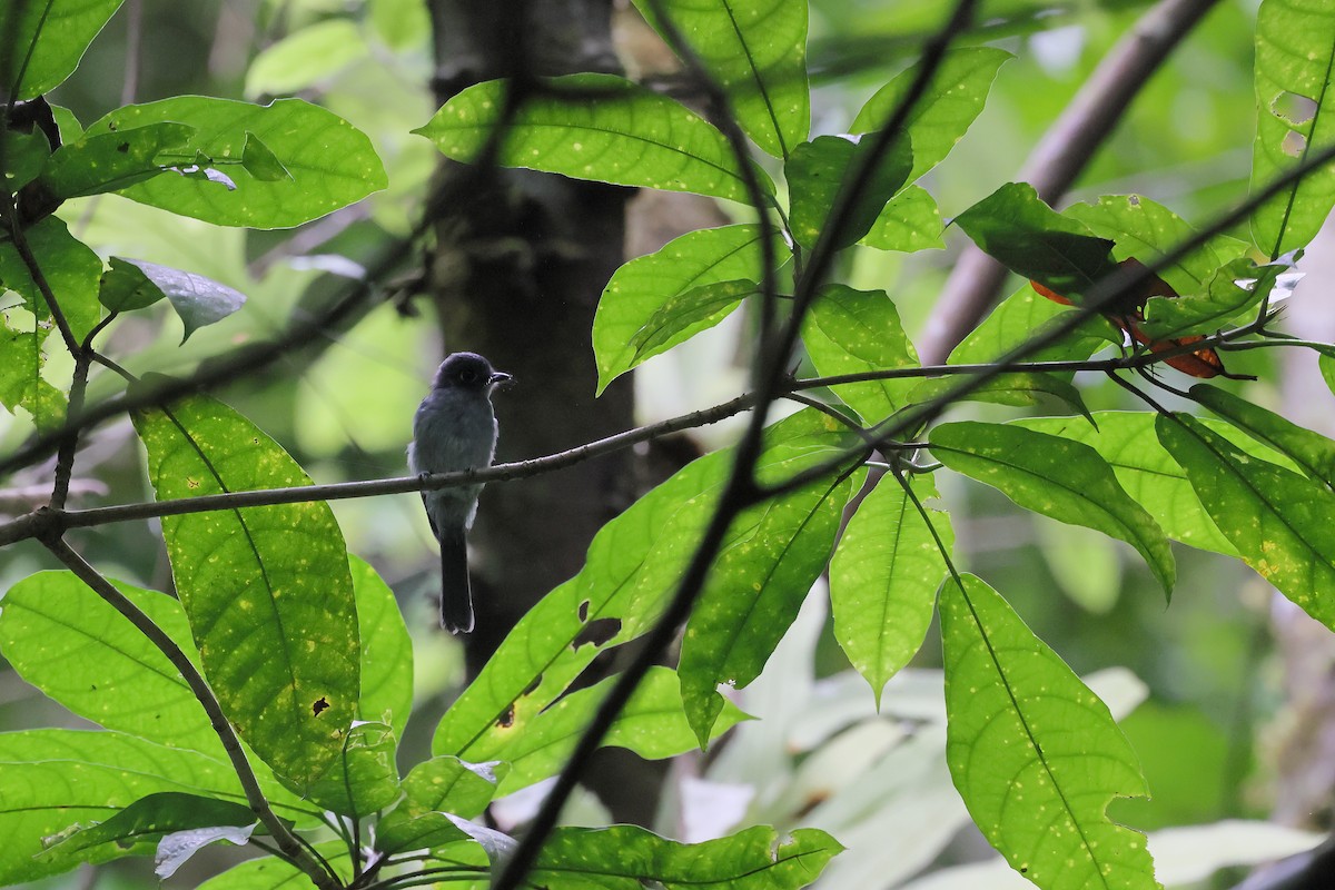 Cerulean Flycatcher - ML644318122