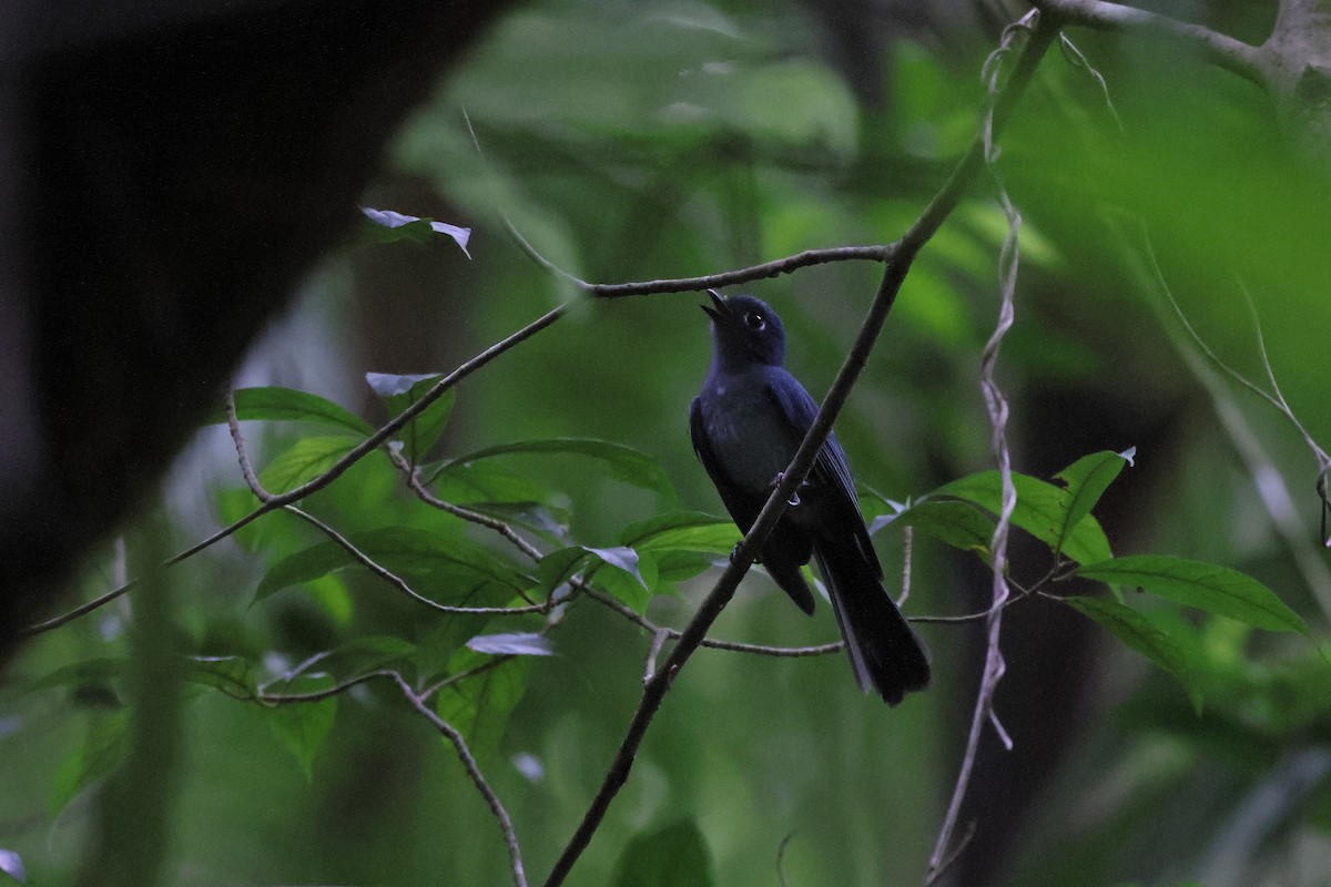 Cerulean Flycatcher - ML644318124