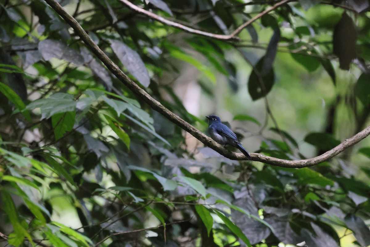 Cerulean Flycatcher - ML644318125