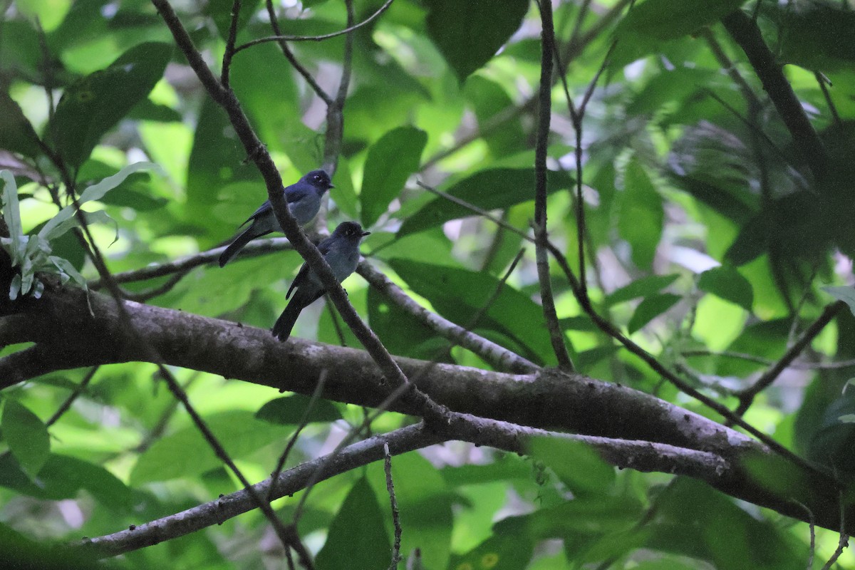 Cerulean Flycatcher - ML644318126