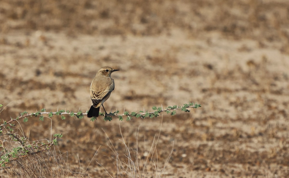 Desert Wheatear - ML644318129