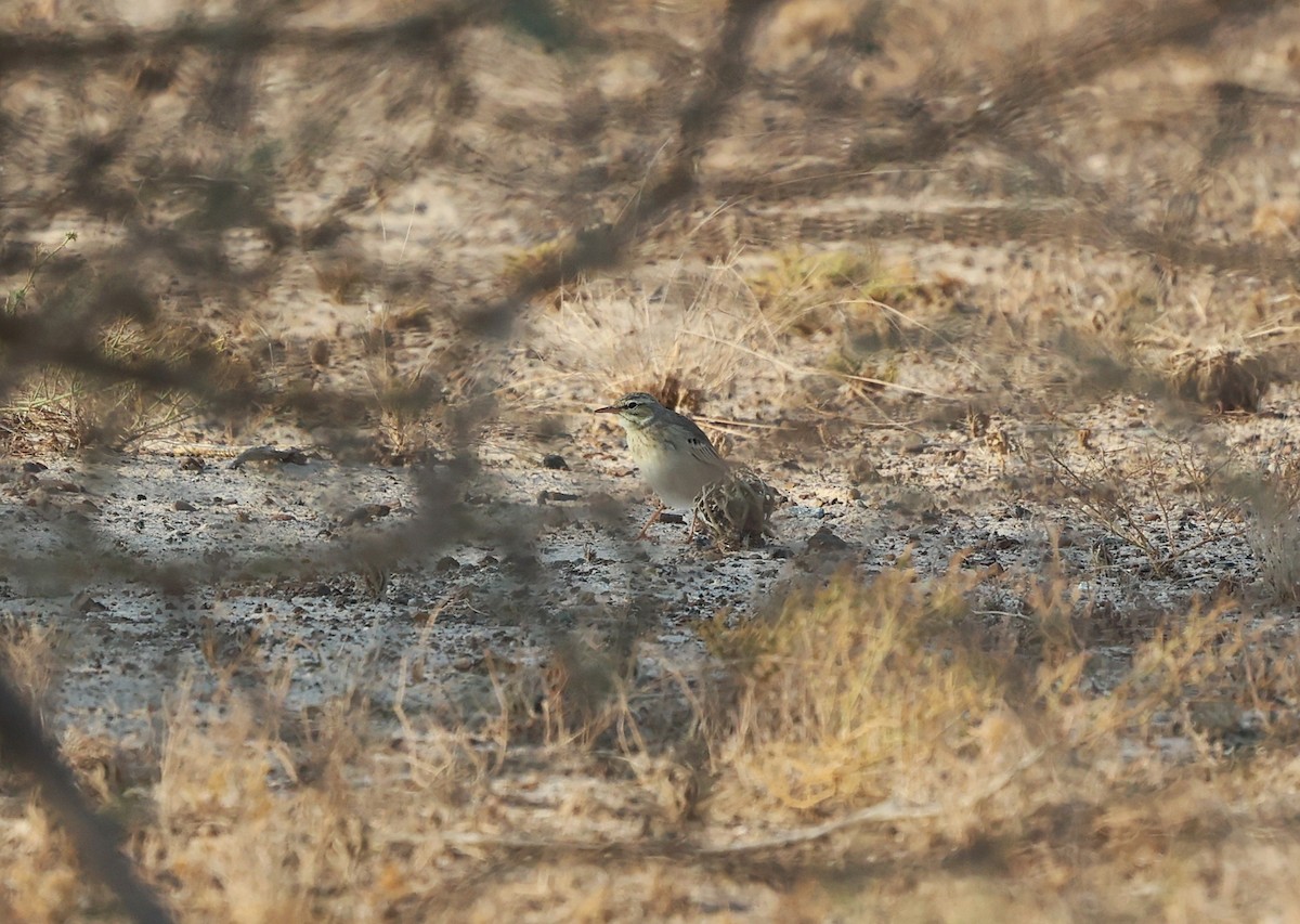 Tawny Pipit - ML644318132