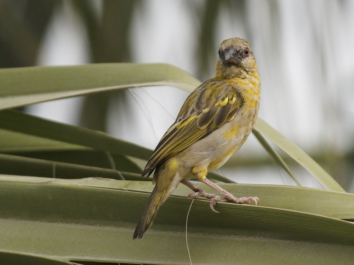 Rüppell's Weaver - ML644318133
