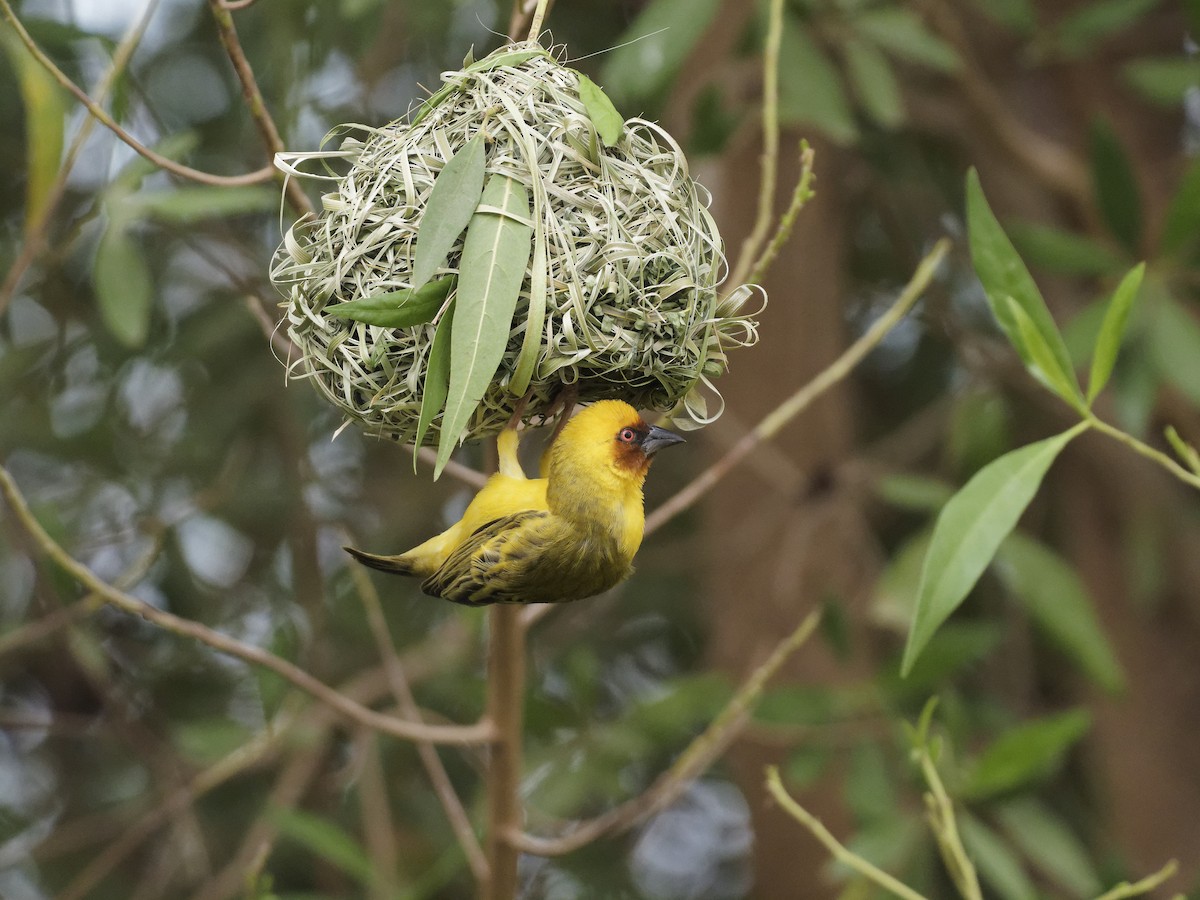 Rüppell's Weaver - ML644318134