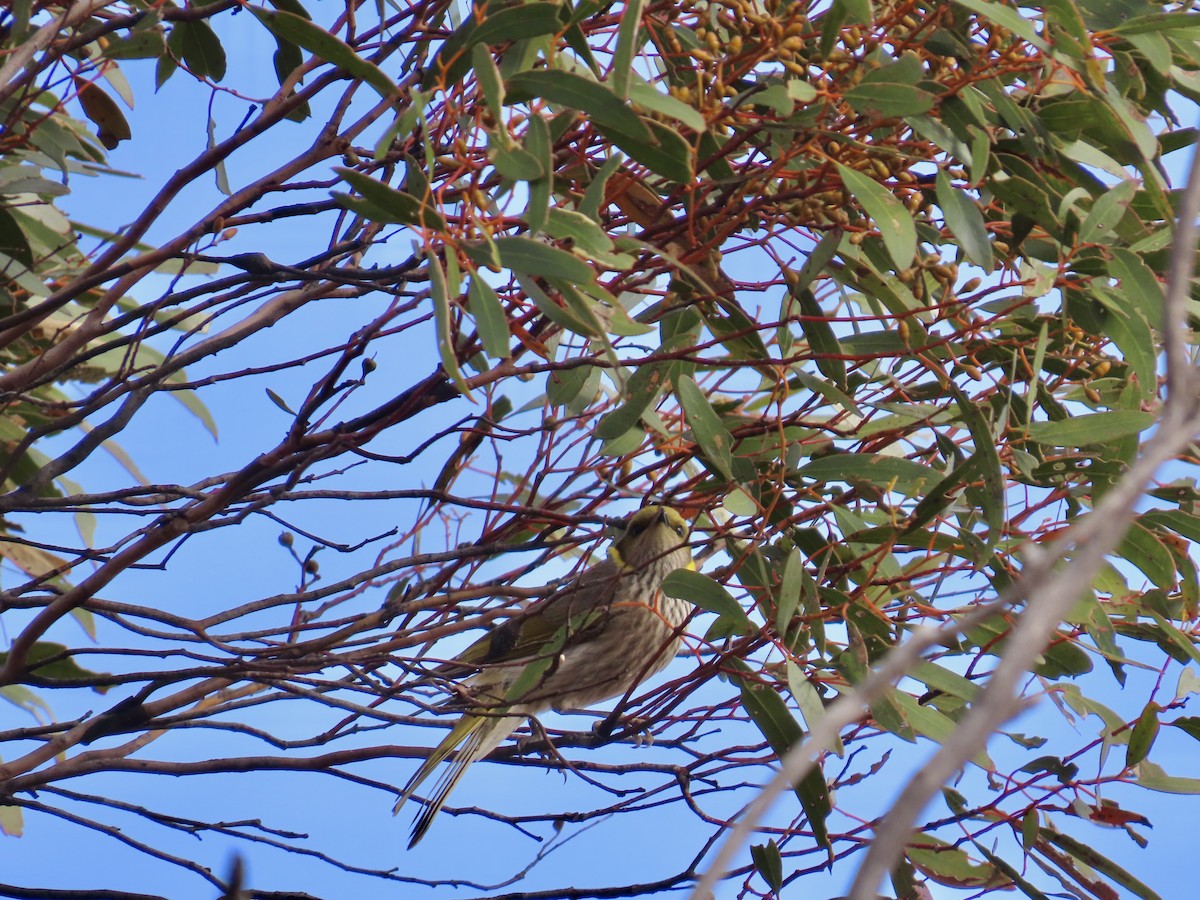 Yellow-plumed Honeyeater - ML644318140