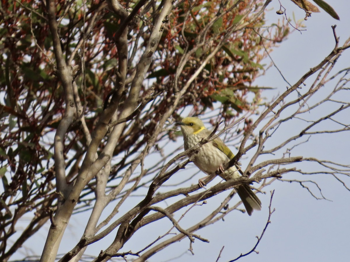 Yellow-plumed Honeyeater - ML644318141