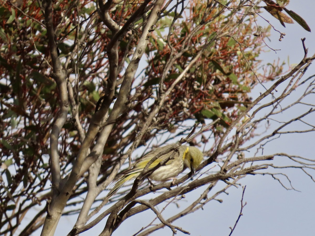 Yellow-plumed Honeyeater - ML644318142