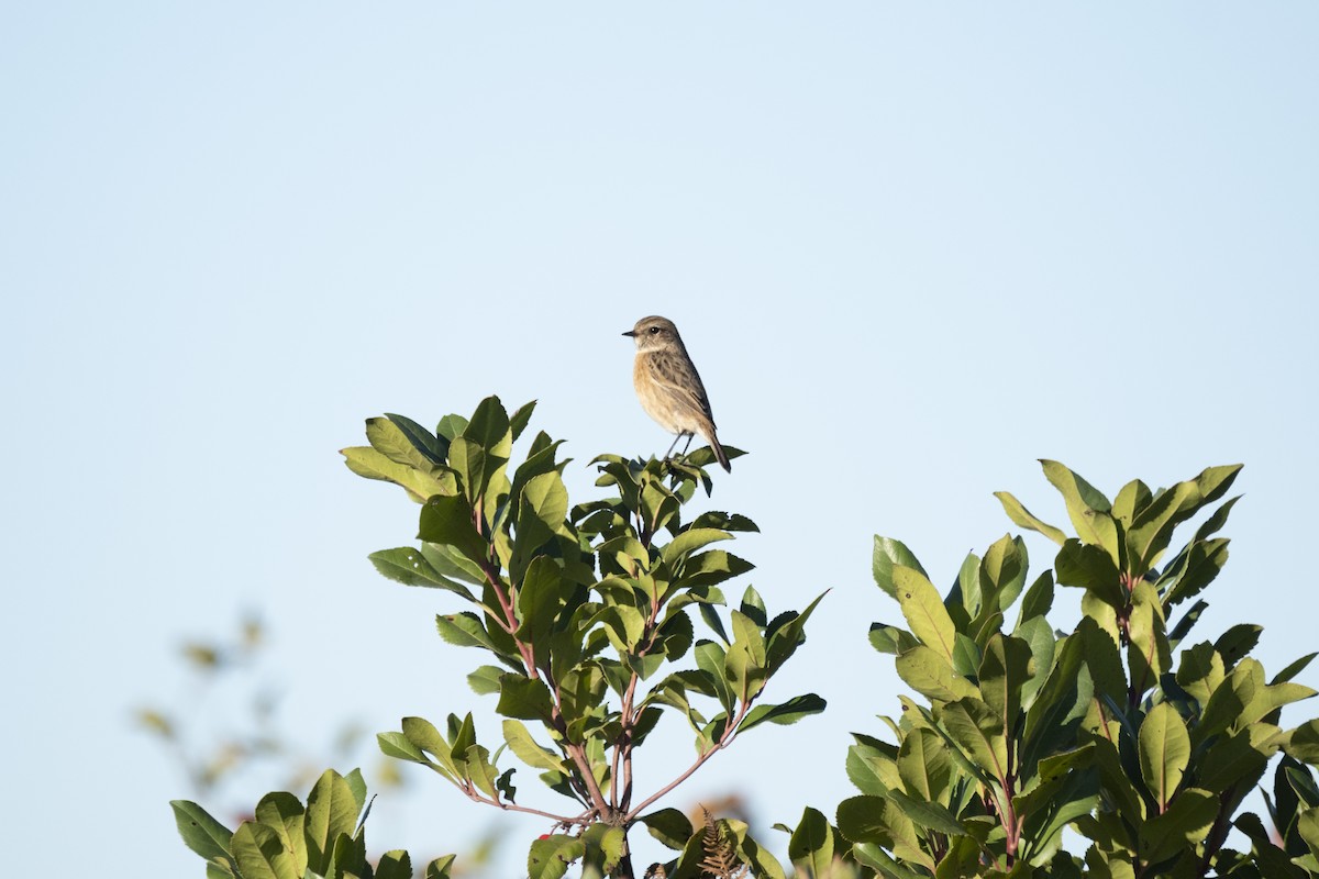 European Stonechat - ML644318143