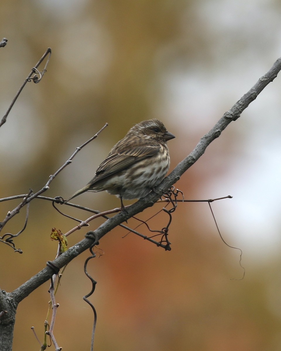 Purple Finch - ML644318147