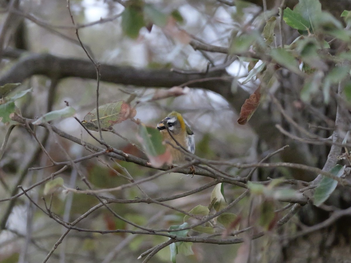 Common Firecrest - ML644318148