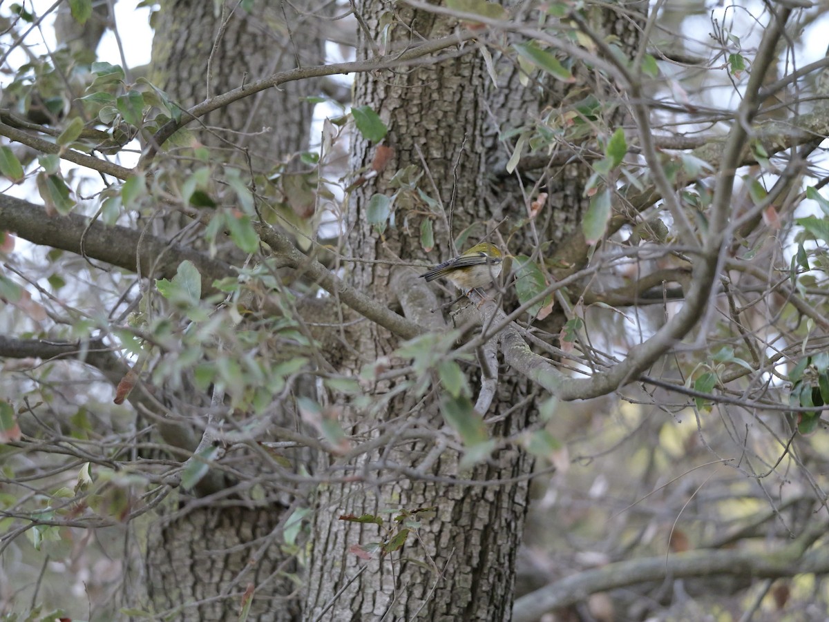 Common Firecrest - ML644318149