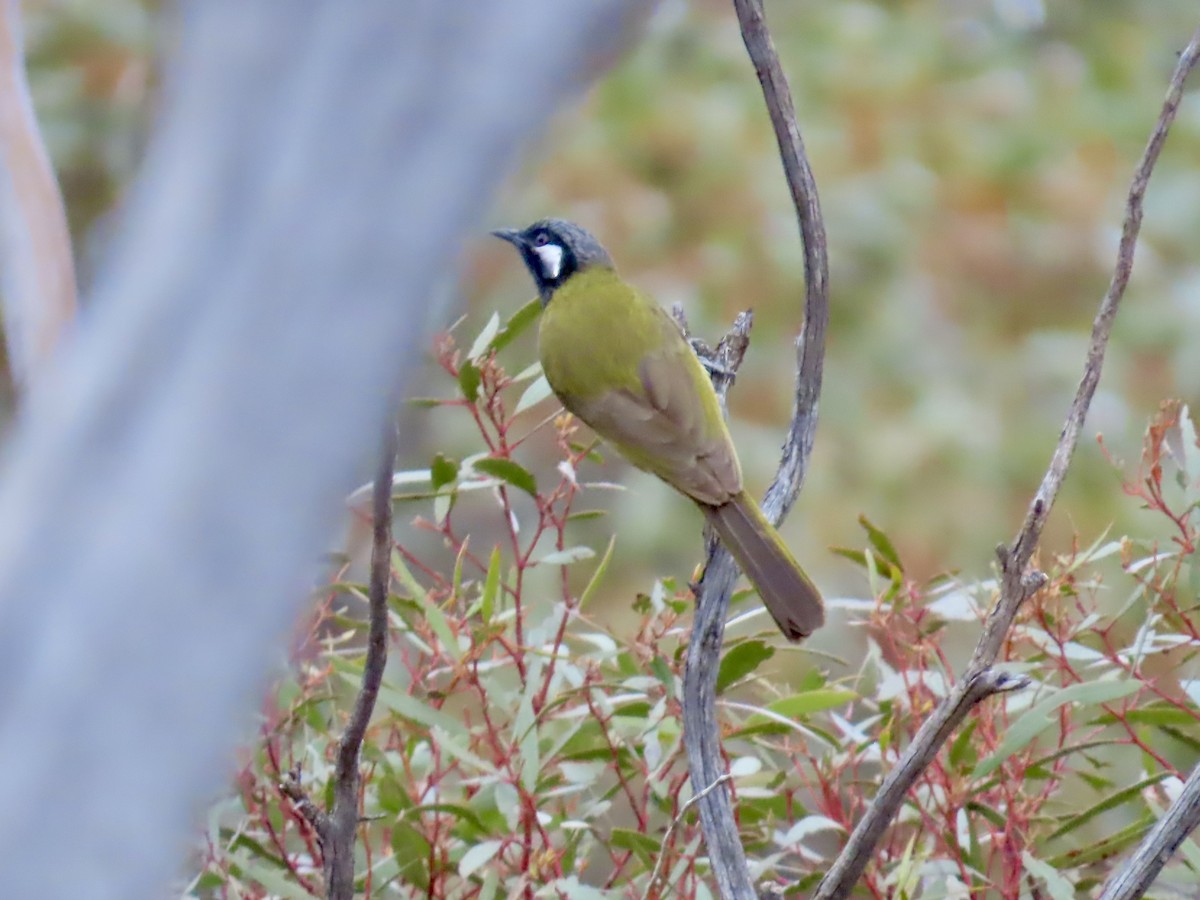 Méliphage leucotique - ML644318154