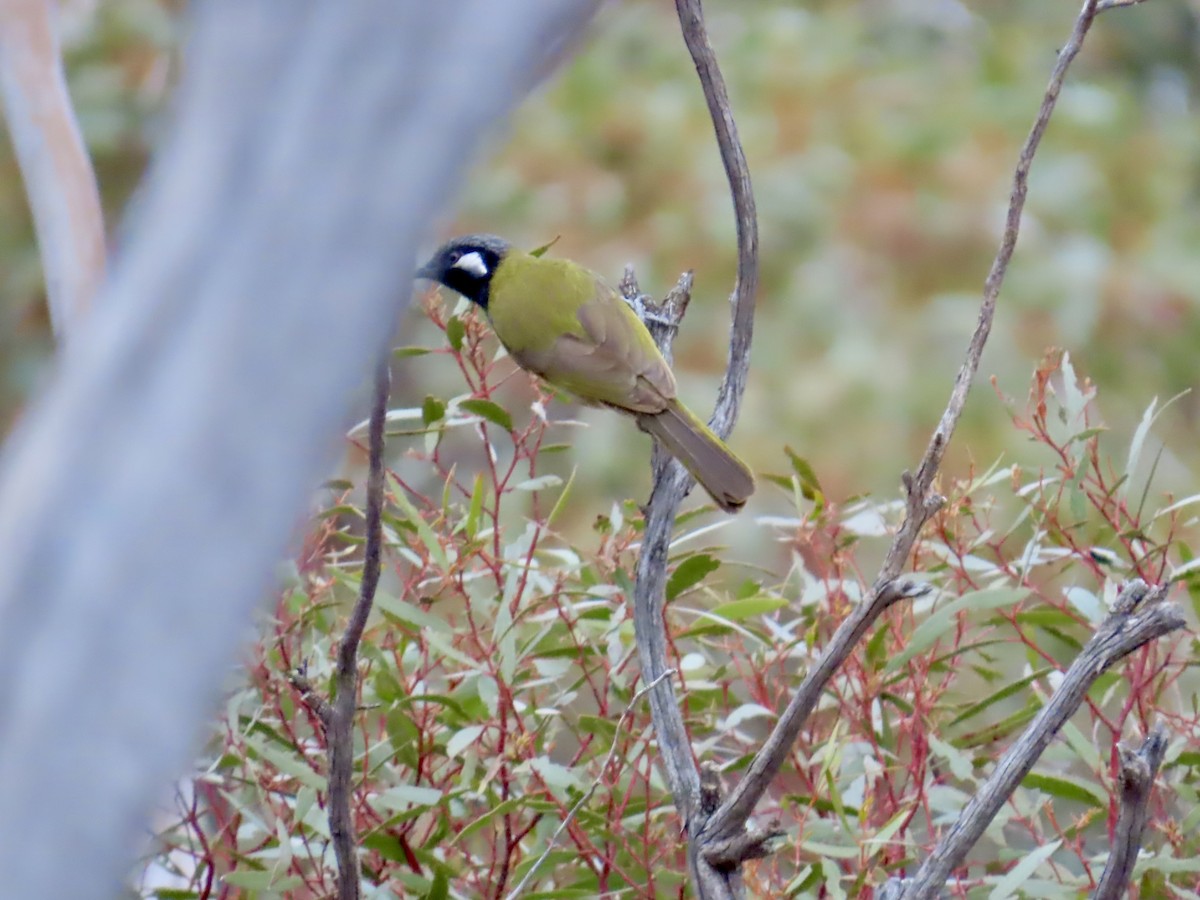 Méliphage leucotique - ML644318155