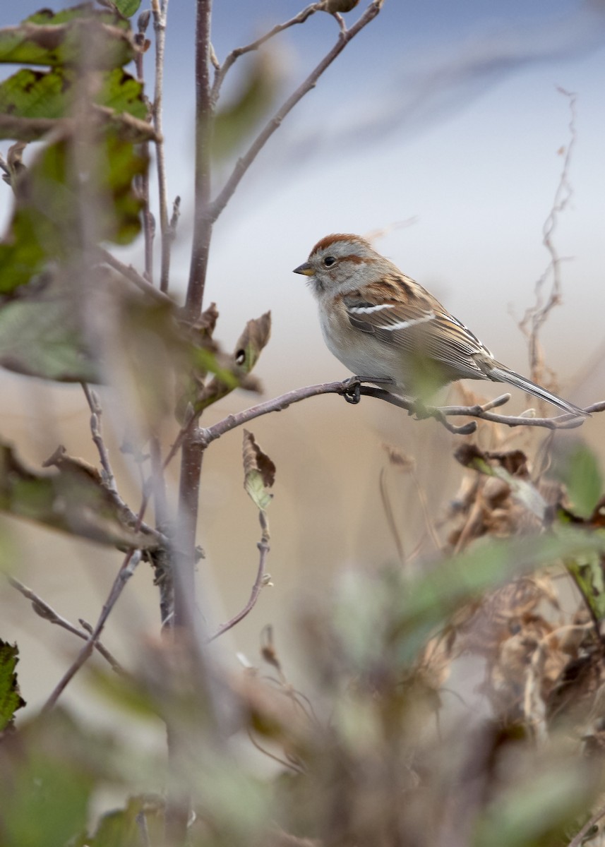 American Tree Sparrow - ML644318156