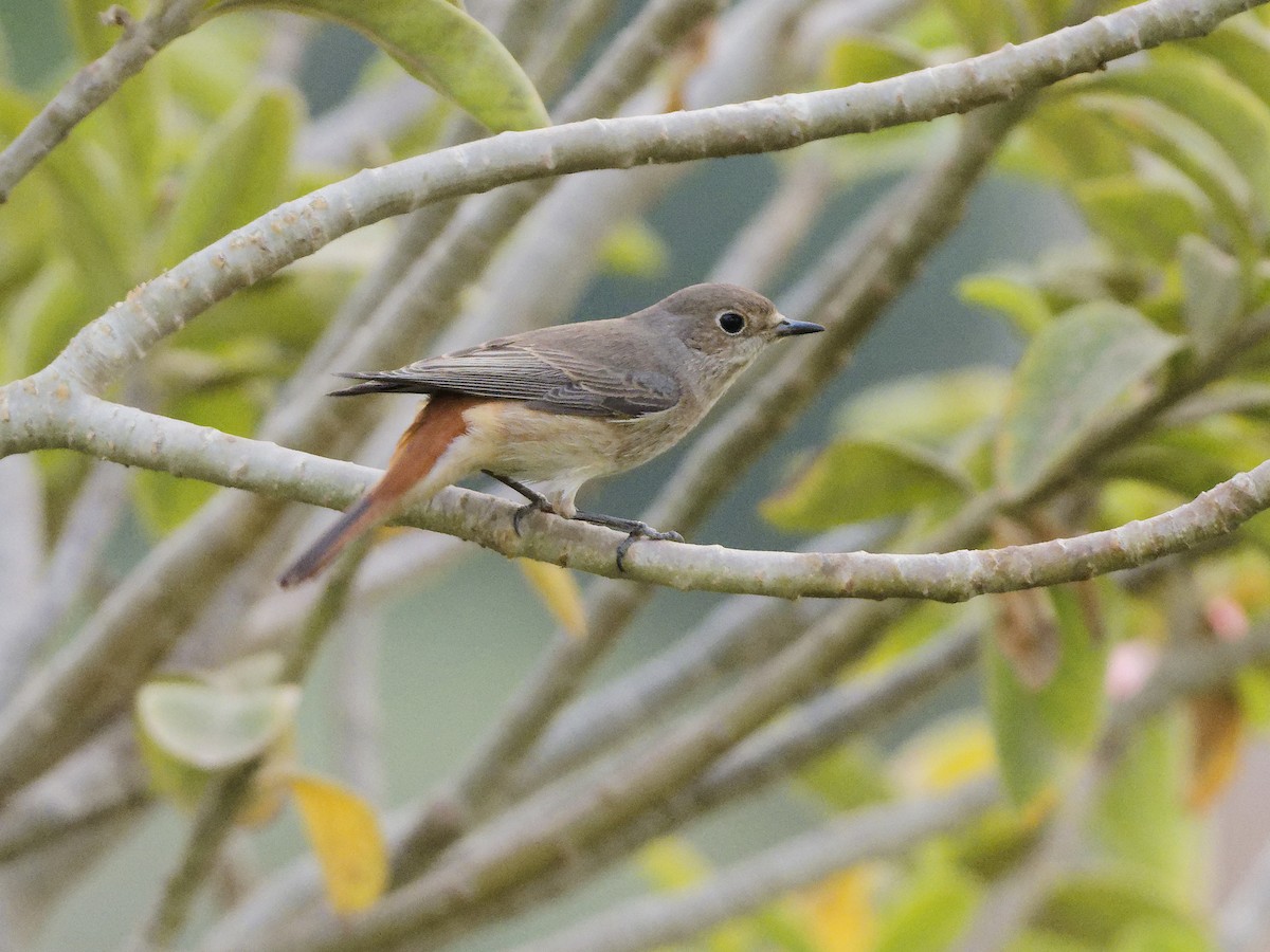 Эгэл гал сүүлт - ML644318160