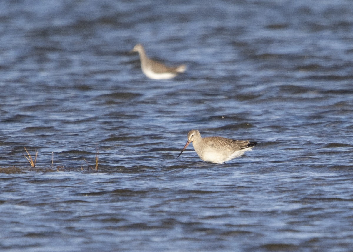 Hudsonian Godwit - ML644318162