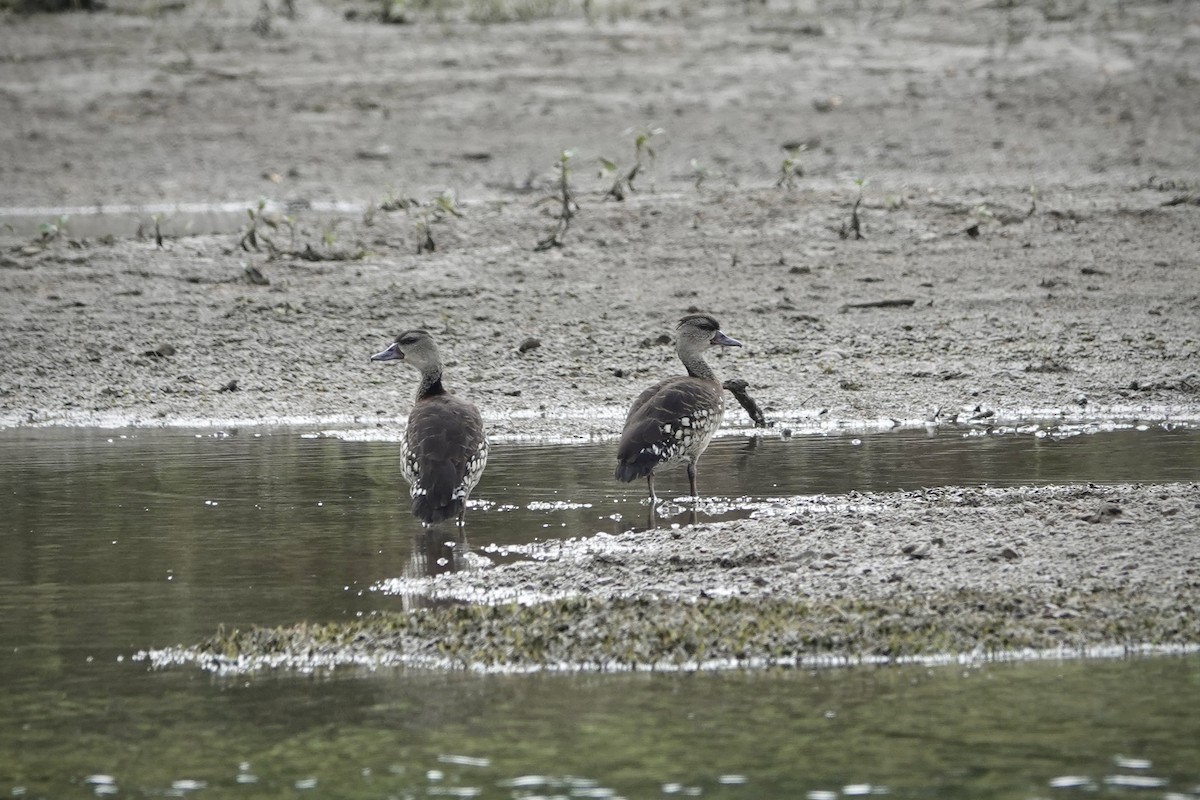 husička tečkovaná - ML644318199