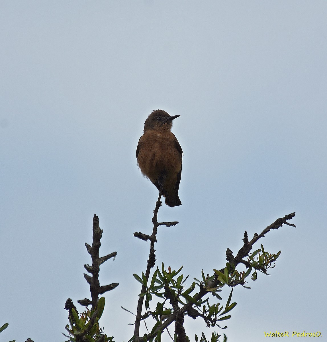 Cliff Flycatcher - ML644318201
