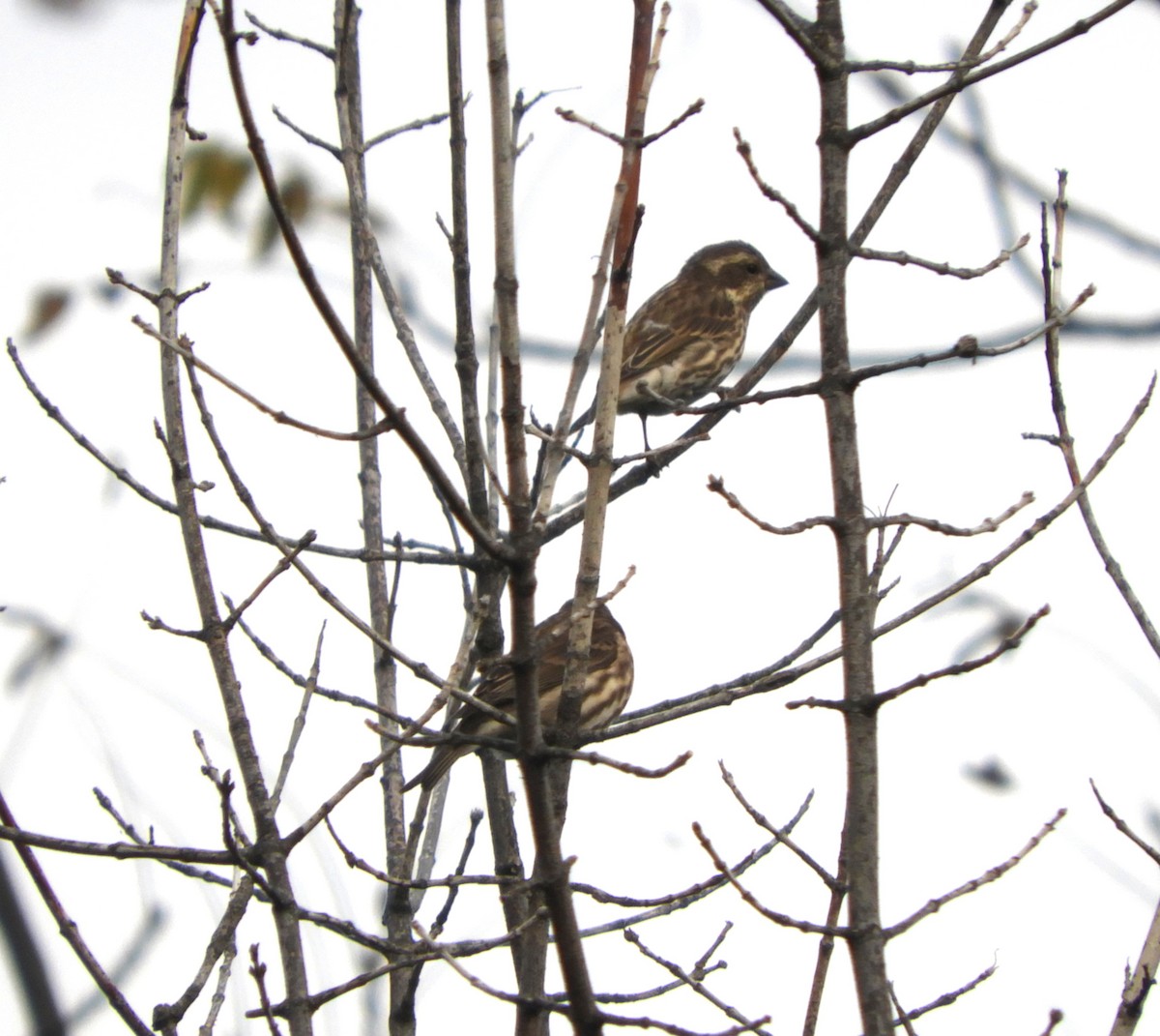 Purple Finch - ML644318204