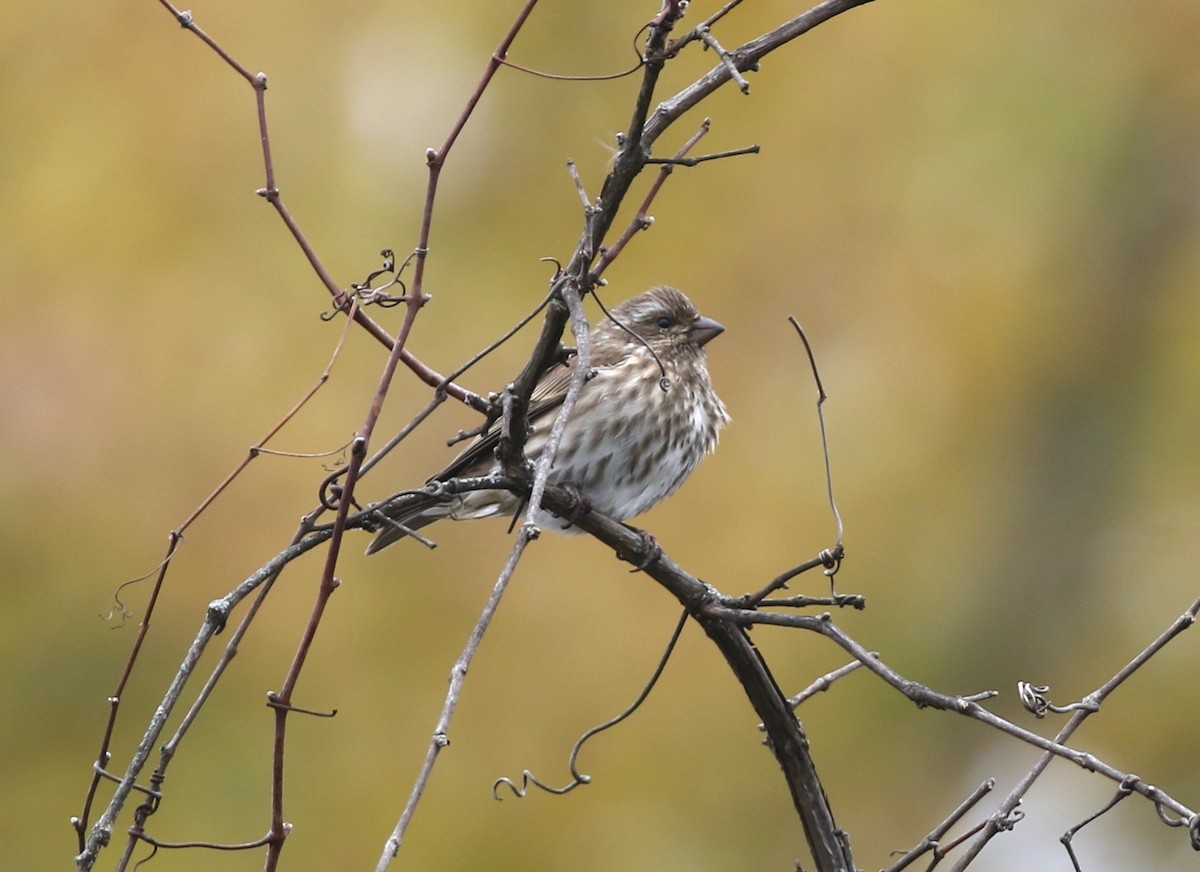 Purple Finch - ML644318206