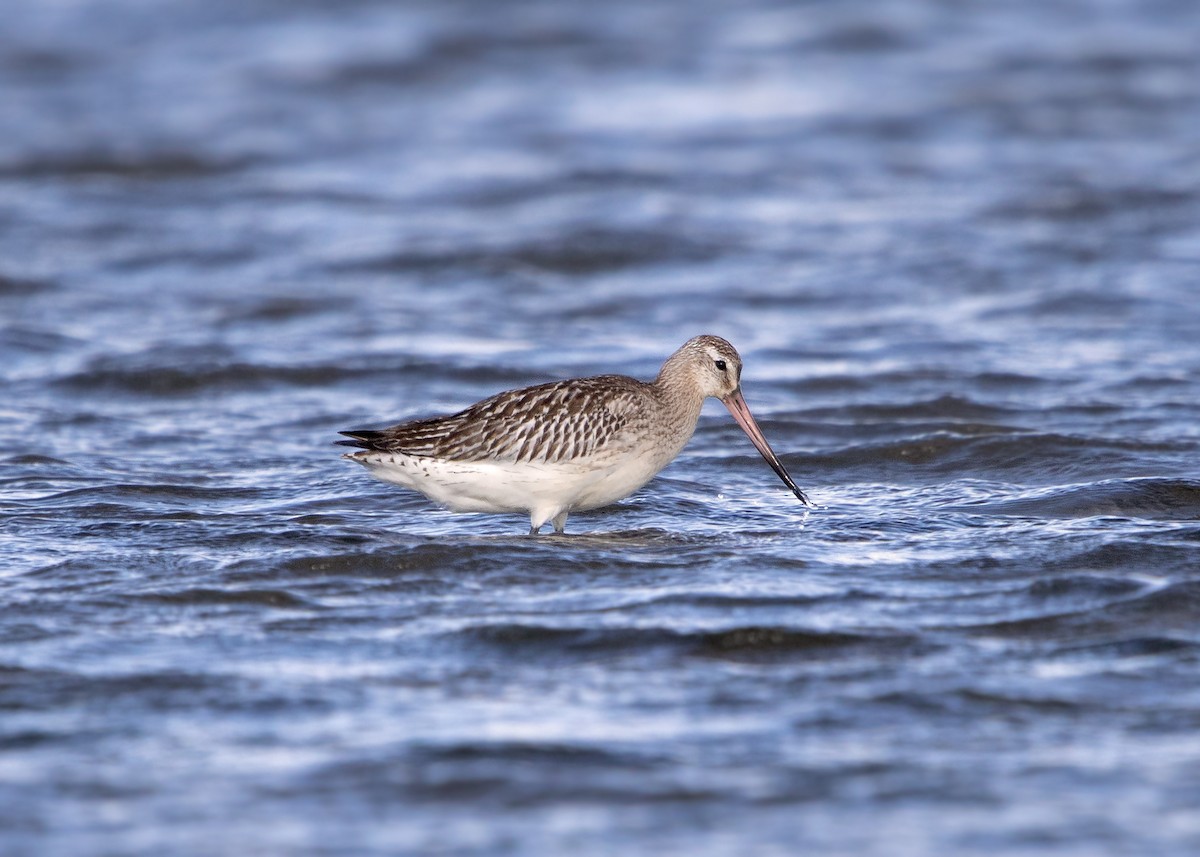Bar-tailed Godwit (European) - ML644318221