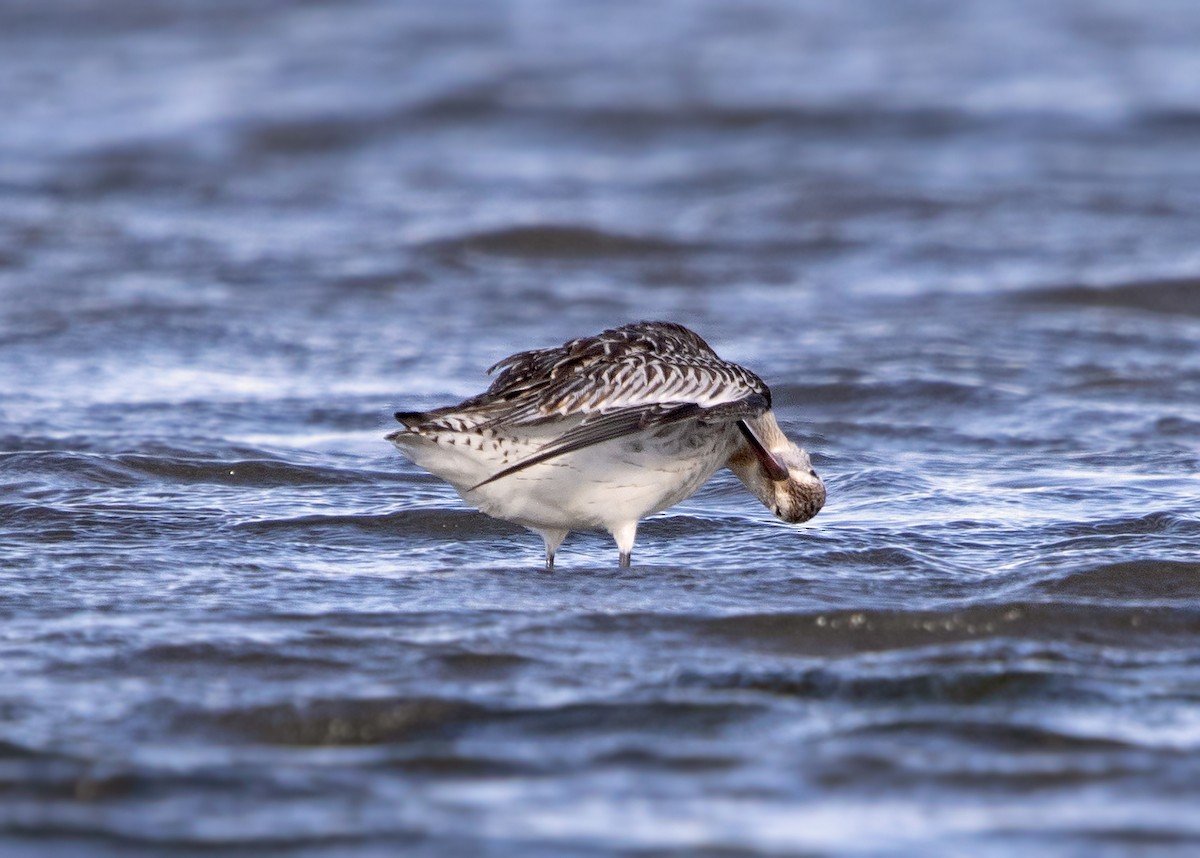 Bar-tailed Godwit (European) - ML644318222