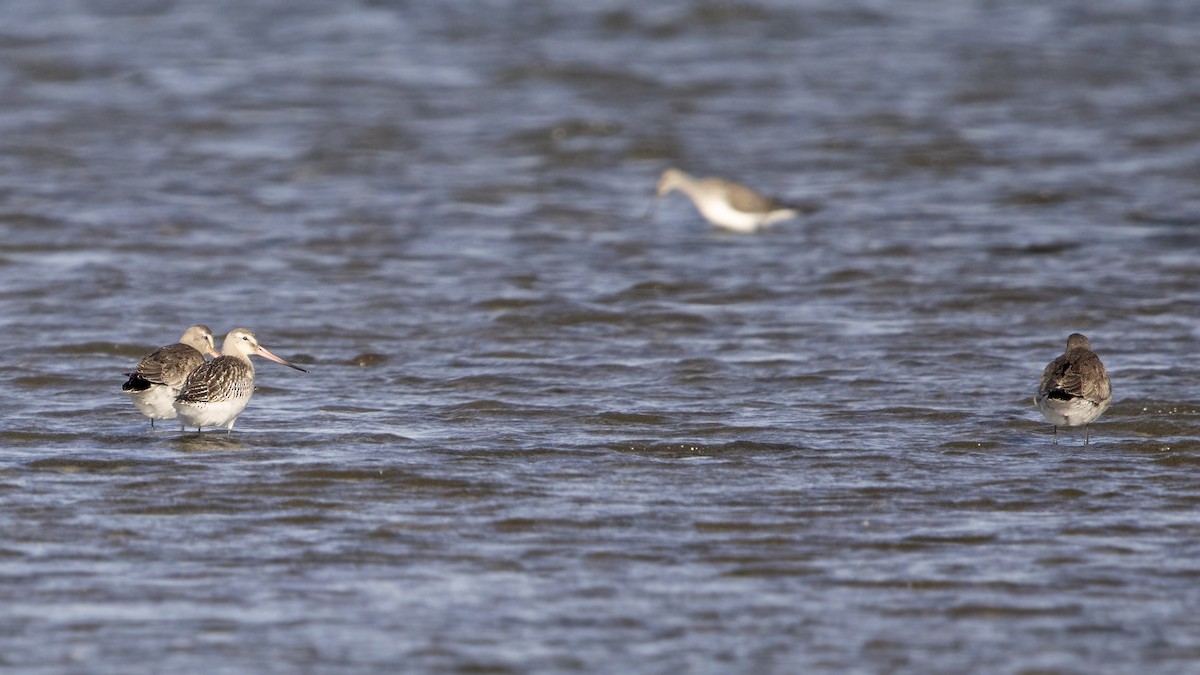 Bar-tailed Godwit (European) - ML644318228