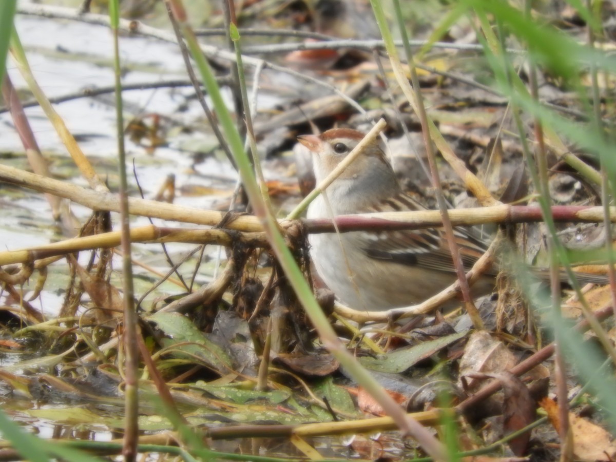 גיבתונית לבנת-כיפה - ML644318229